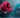 Dive into the World of Rose Sex Toy Intimate Pleasure - The Rose Toys